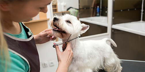 corte de pelo canino