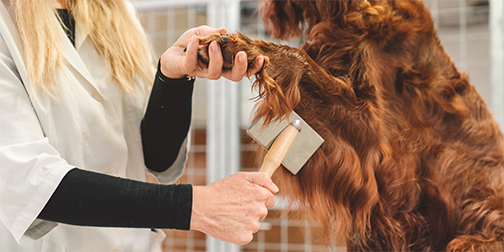 corte de pelo canino