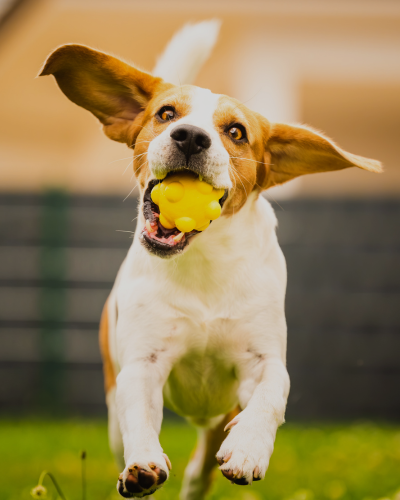 imagen-caninos