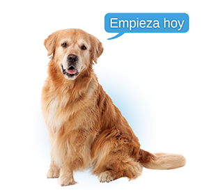 perro guía te invita a iniciar hoy nuestro curso de Terapia Asistida